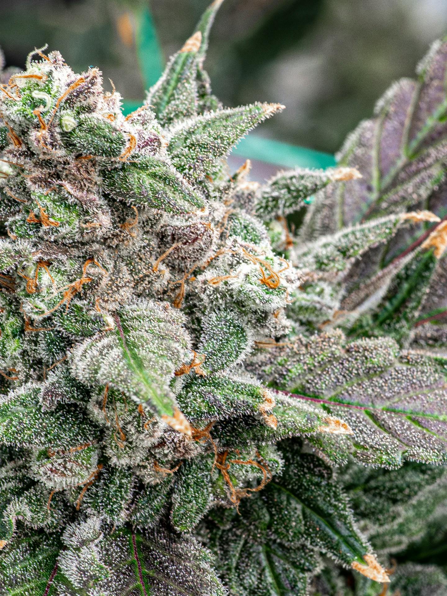 Purple Haze | Flower | 3.5g by Hybrid Theory | Buy Online
