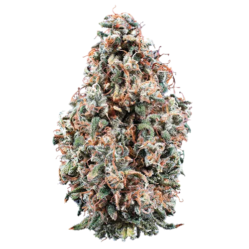 Woodward | Cherry Jungle (Buds) 14.15g | Hybrid-active