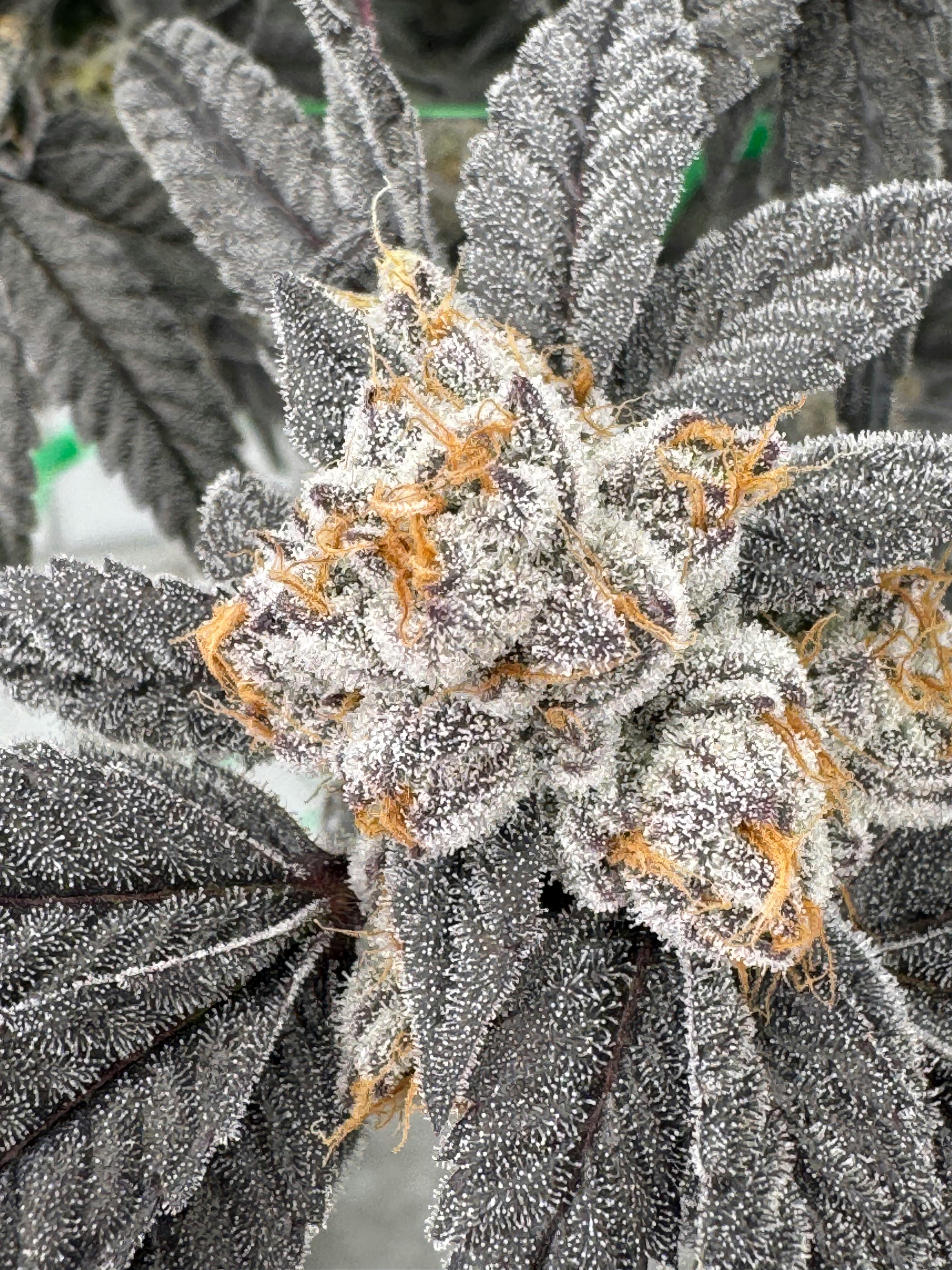 Image of Purp Slurp | Shake