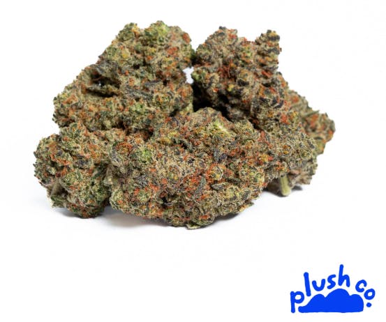 Gastroanut | PlushCo.