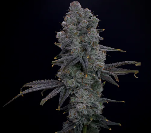 Banana Taffy-1