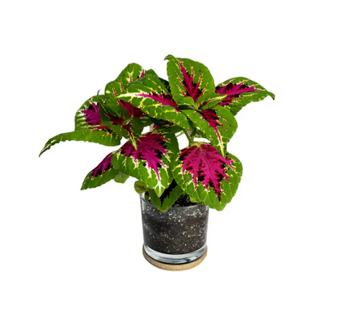 Potting Shed Creations – Houseplant Collection Painted Leaf-1