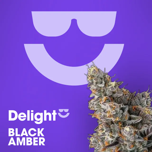 Delight Flower Black Amber 3.5g (indica, whole flower)