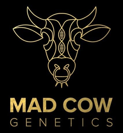 Mad Cow Single Joint | Dutch Treat