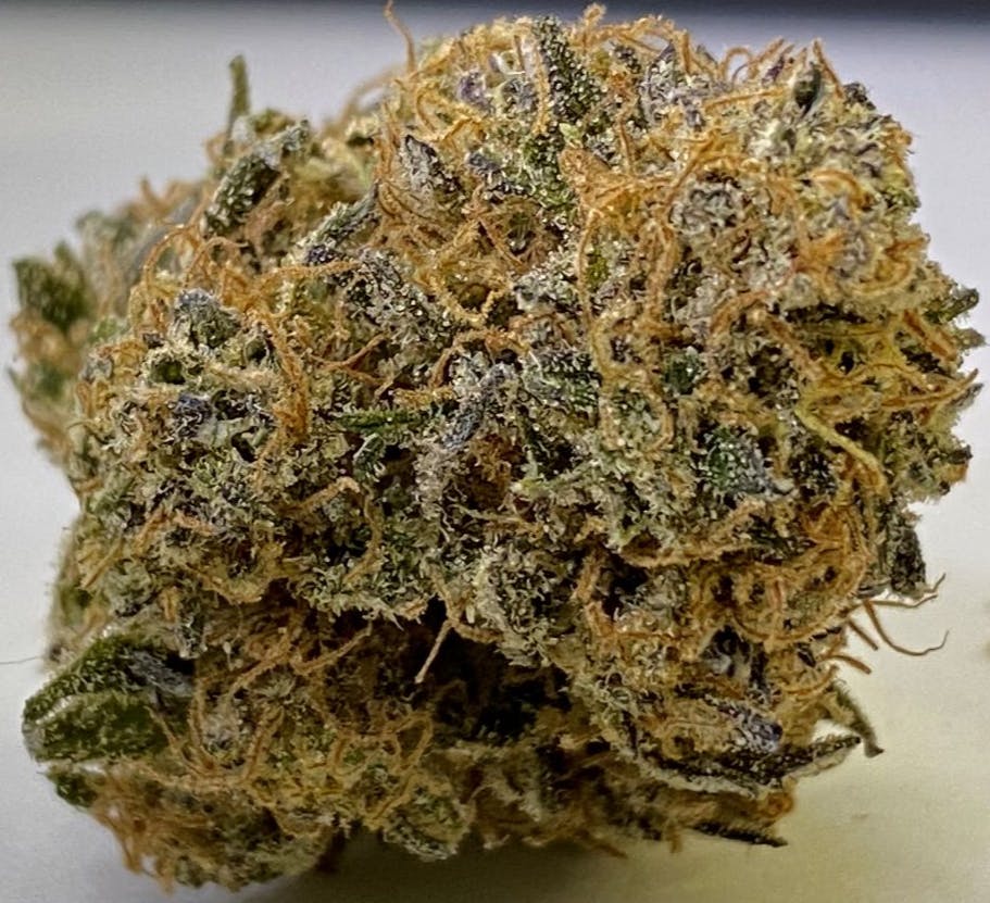 Blue Dragon Desert Frost - TJ's Gardens | The Medication Station 