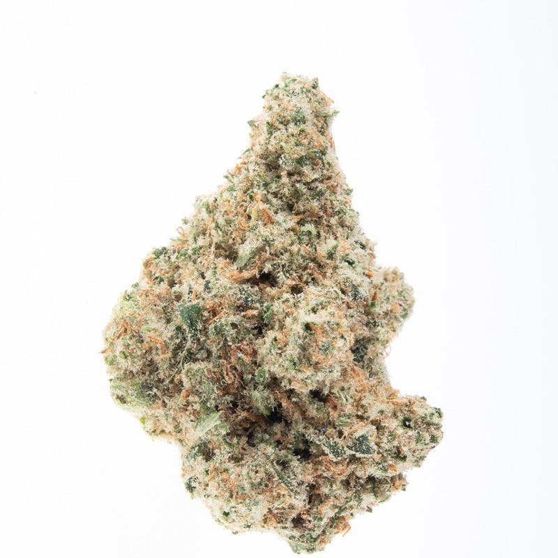 Photo of Platinum Shelf – Apricot Scone (H)