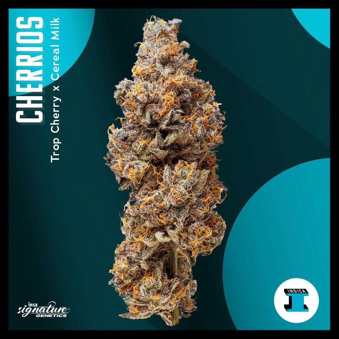 Insa - Flower 28g - Cherrios