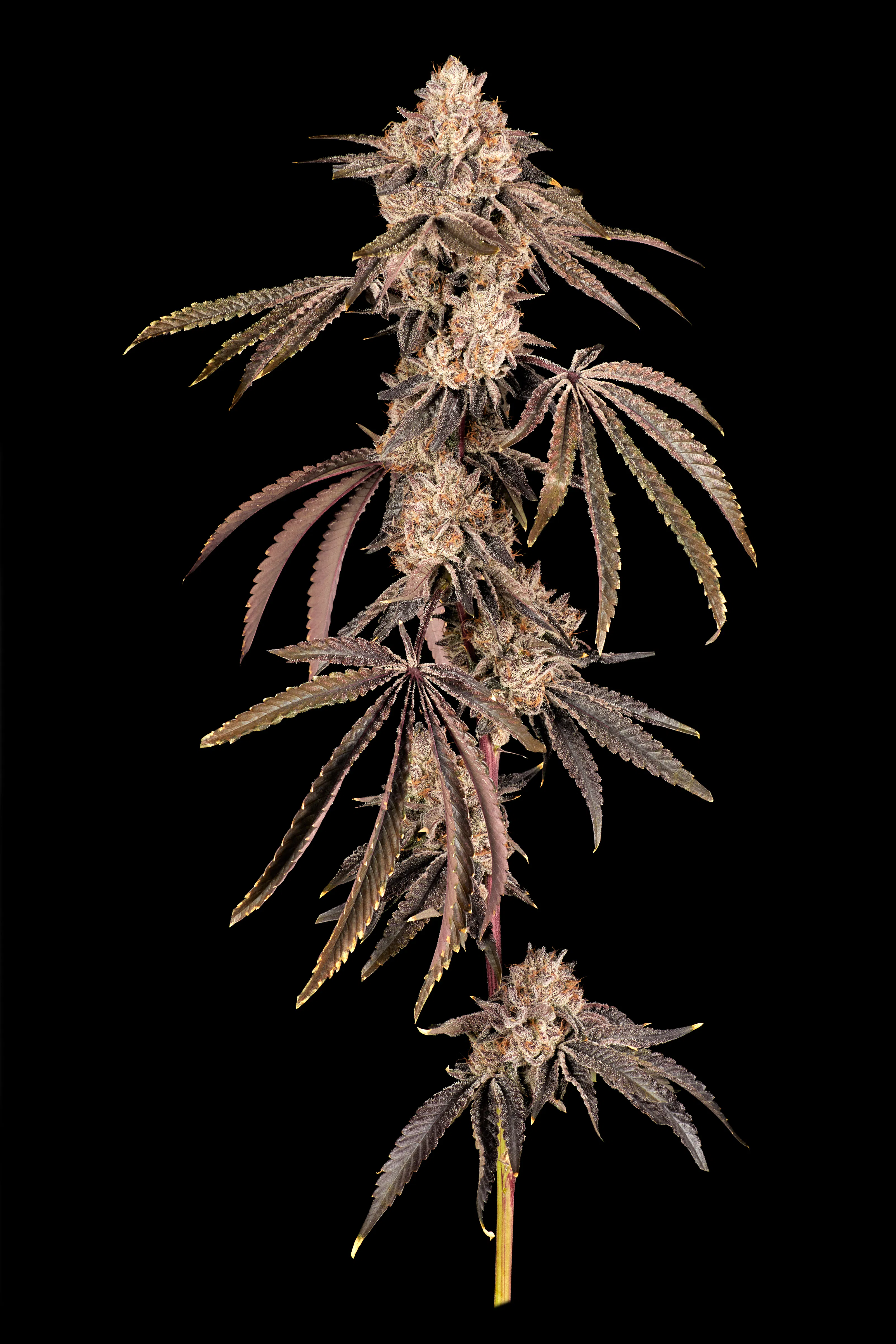 Popcorn 14g | Local Cannabis Co Wifi #3 | MO Health and Wellness