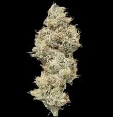 Jack Herer - Cartridge 0.5g - Sativa | Green Label