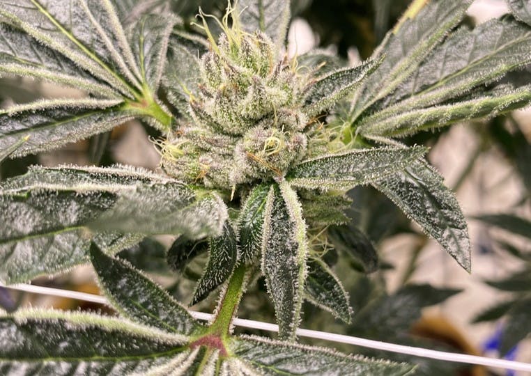 Photo of Tiger’s Eye 3.5g Jar The Heirloom Collective