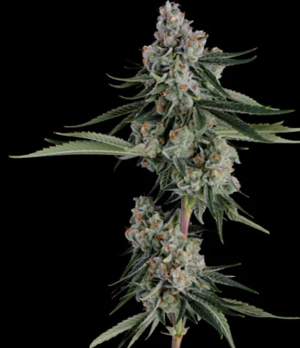 Sugar Shack 5. 3.5g-active