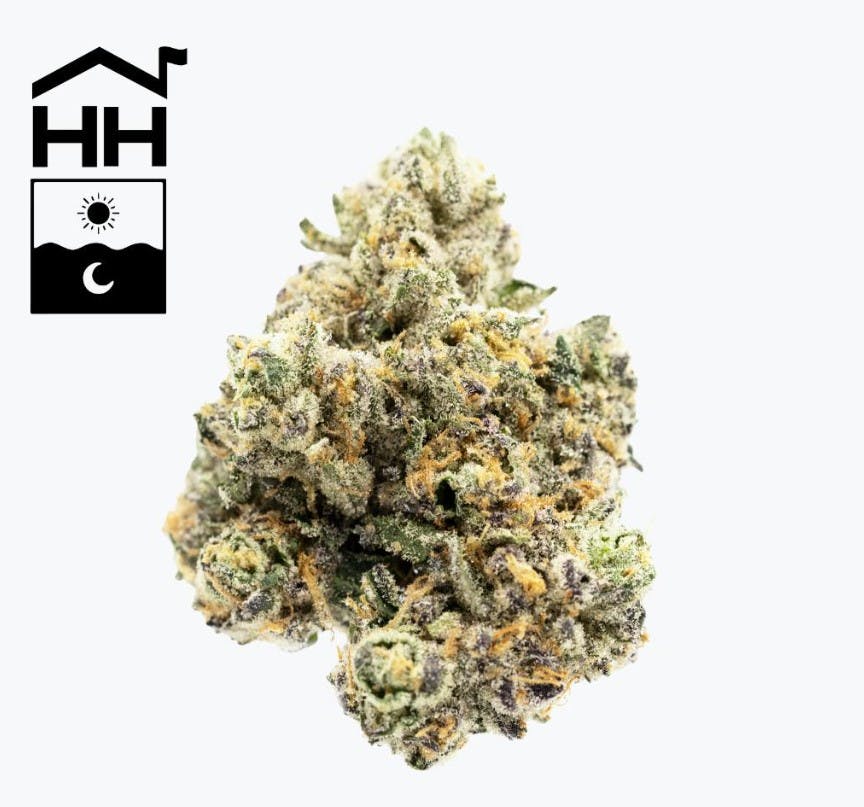 Harbor House | Yellow Stupo | Flower