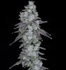50% OFF WOJO Co. Flower Eighths
