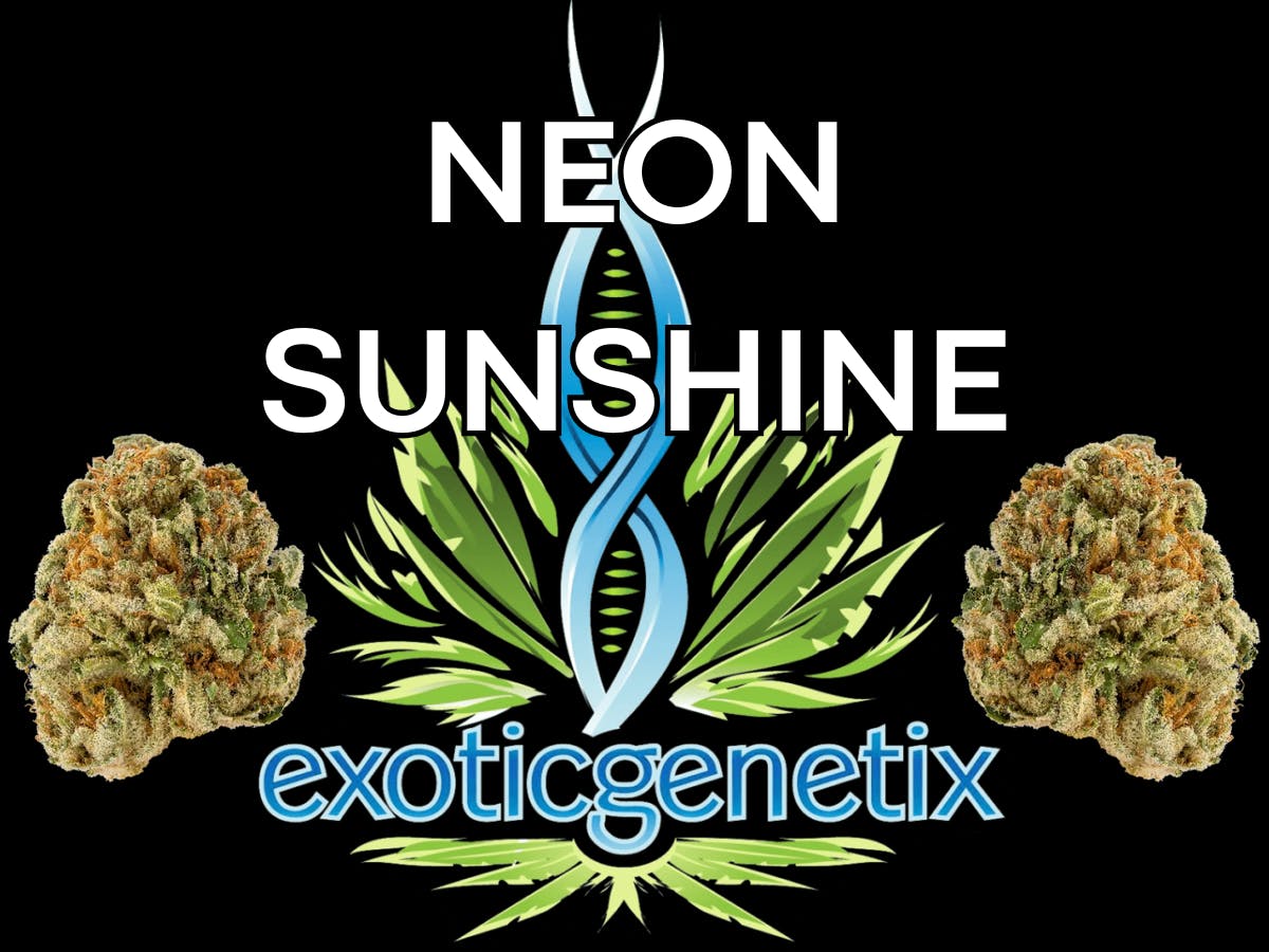 EXOTIC GENETIX | DULCE DE FRESA | SMALLS | BULK | INDICA/HYBRID