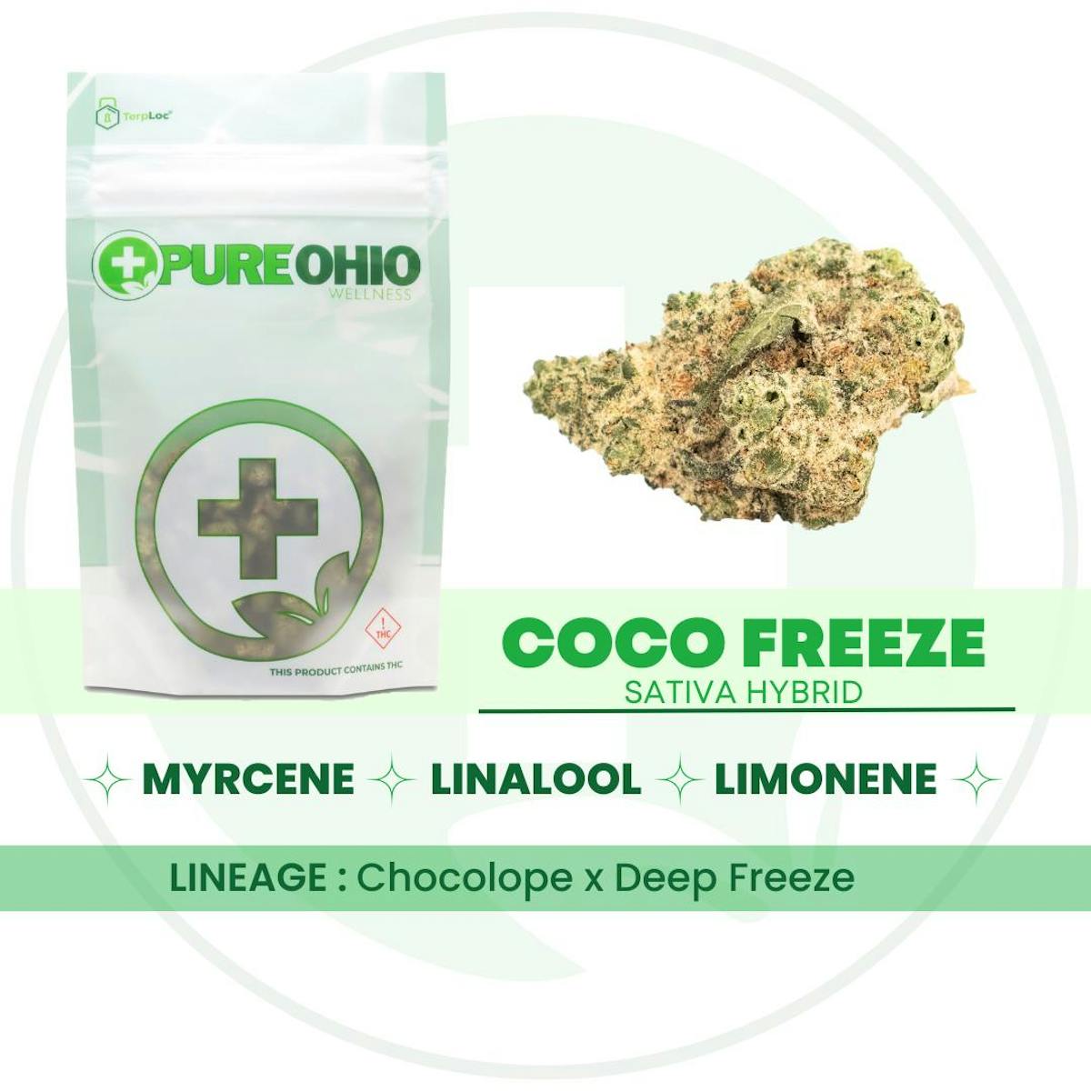 Photo of Coco Freeze