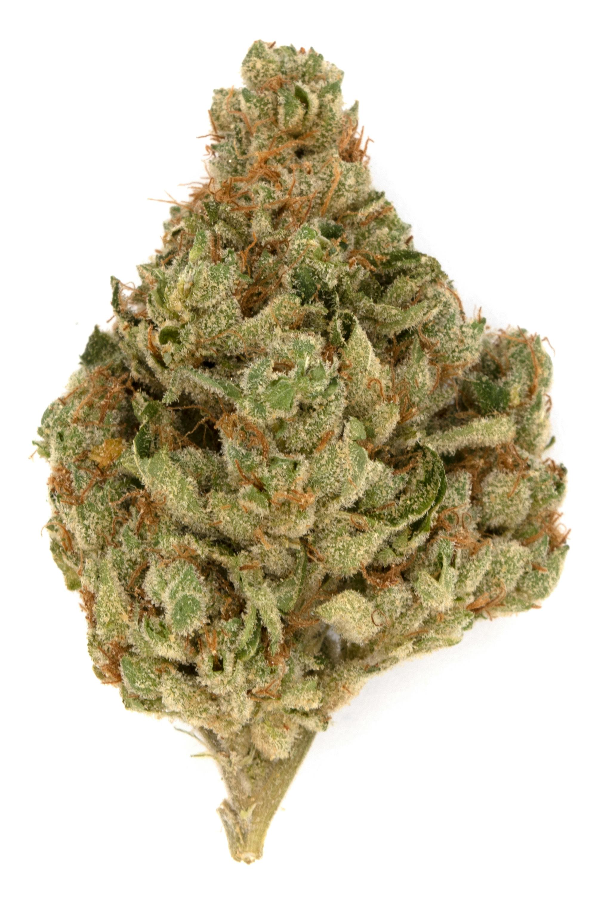 Product: Clusterfunk | Dutch Touch Genetics