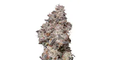 Flower category image