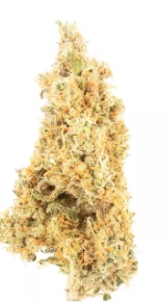 Product Sunshine Daydream Buds