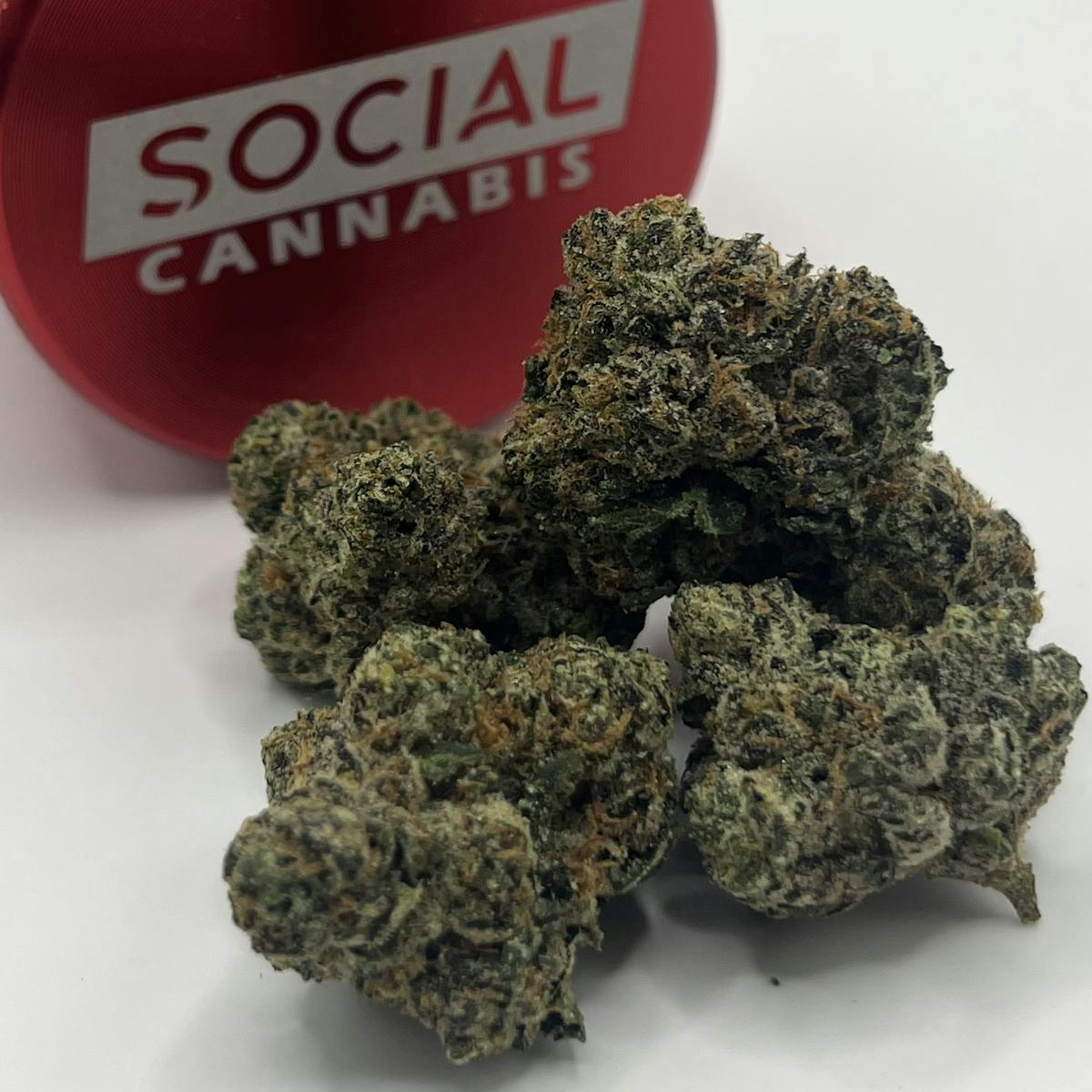 Photo of Platinum Shelf – Gelato Cake (H)