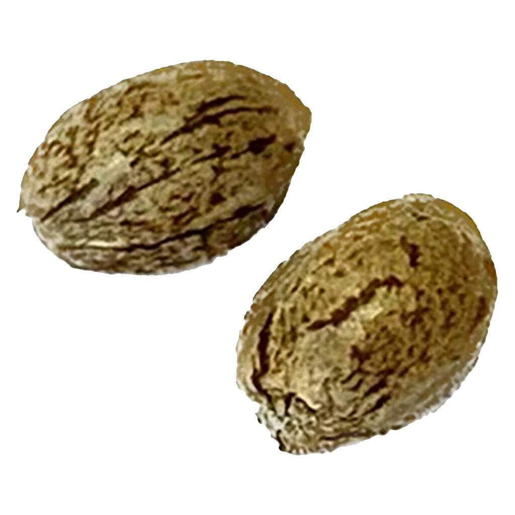 Clone collector seed bank - modified animal cookies (feminized) - 1 pack