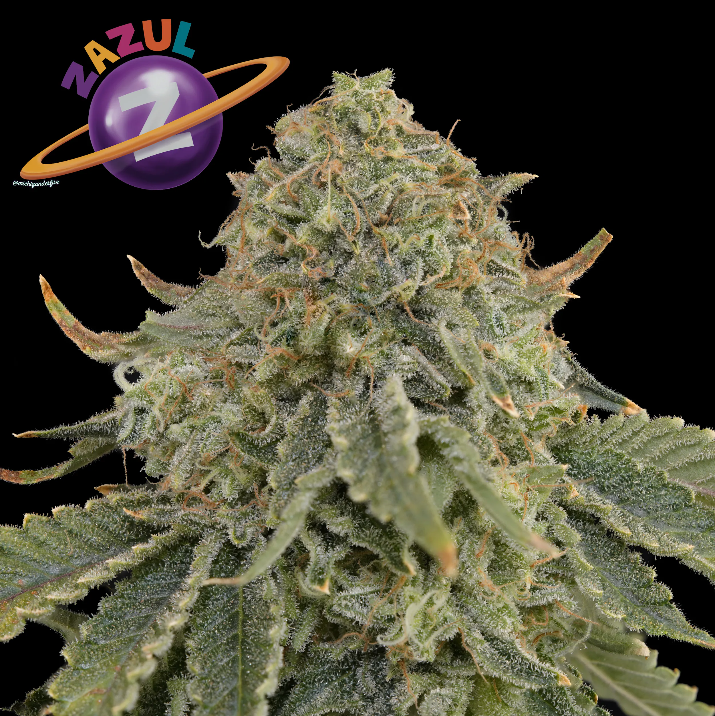 Zazul | Grand Rapids, MI Dispensary | My Dispensary