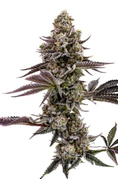 Product: Cultivators Classic | Blueberry Cupcake | Flower - 3.5g