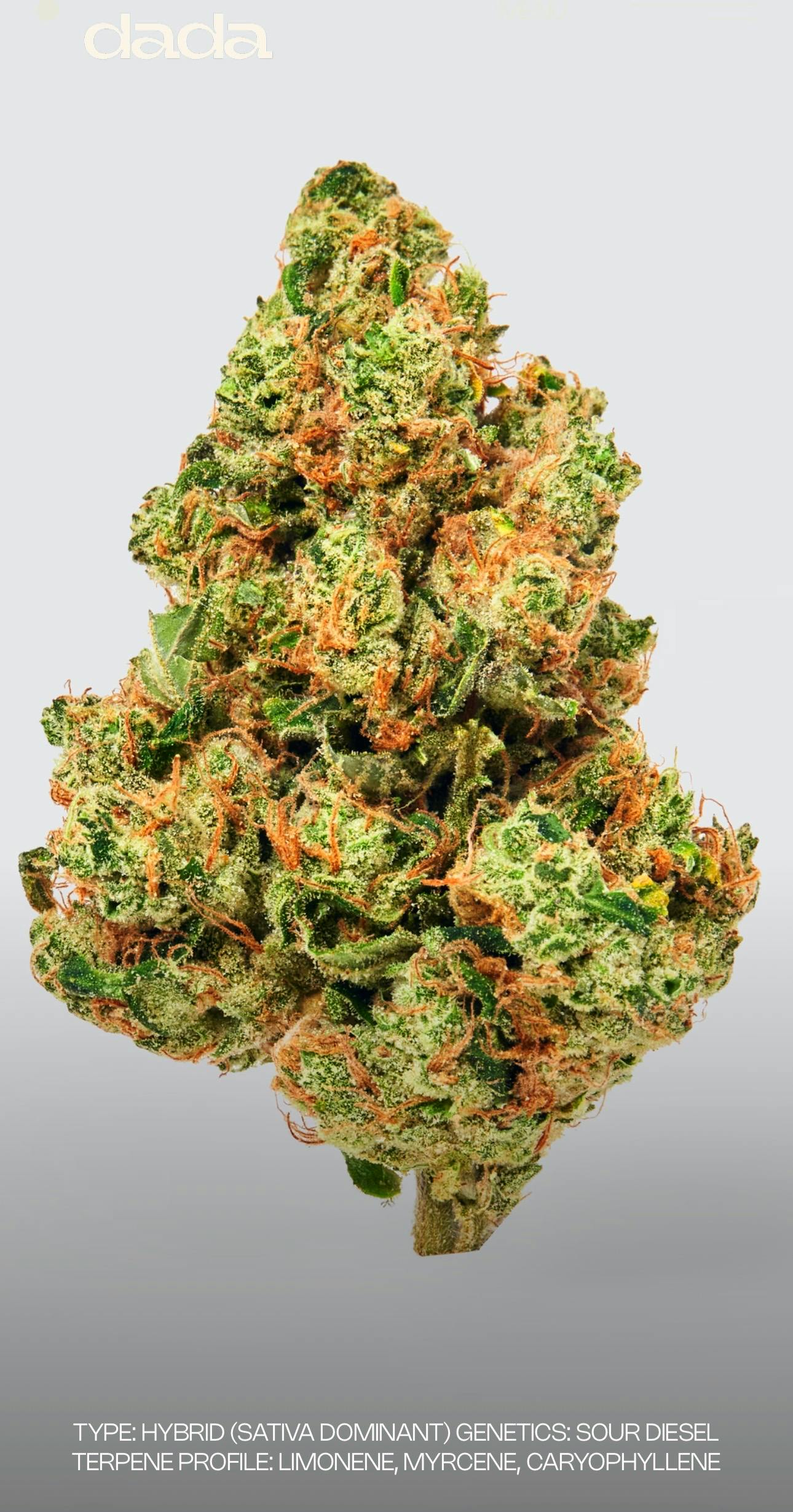 Image of Dada I Sour Diesel I 3.5g Jar
