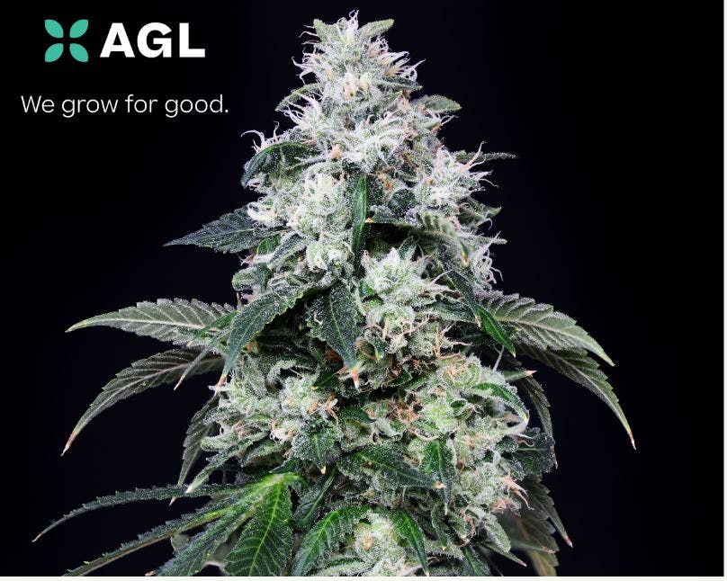 AGL Hybridol ZK 22865 H AU Affinity Dispensary Bridgeport REC