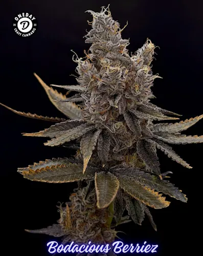 OneDay – Bodacious Berriez – Smalls 7g-1