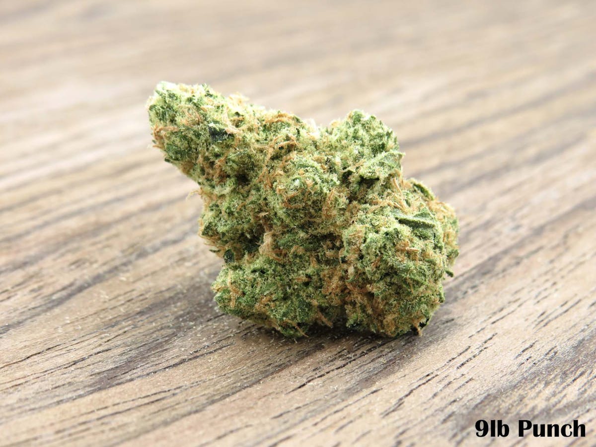 Photo of 9lb Punch