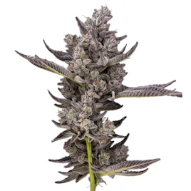 Flower category image