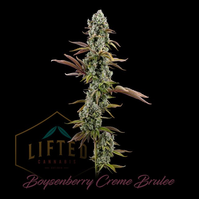 Boysenberry Creme Brulee [1g] [Luxury Line] [D.O.H. COMPLIANT]