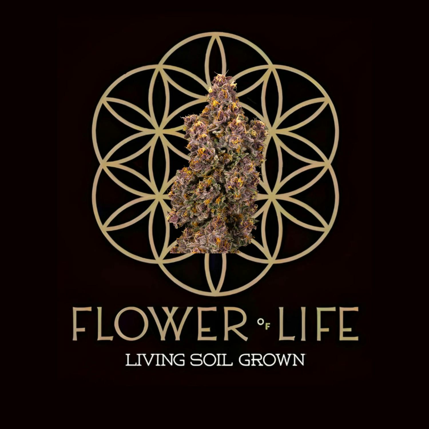 Flower of Life | Bulk Bud - Devil Driver