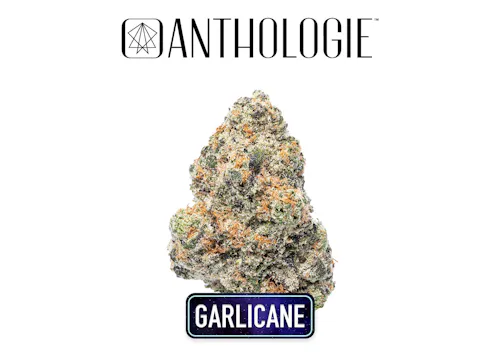 Anthologie | Garlicane Flower | 3.5g-1