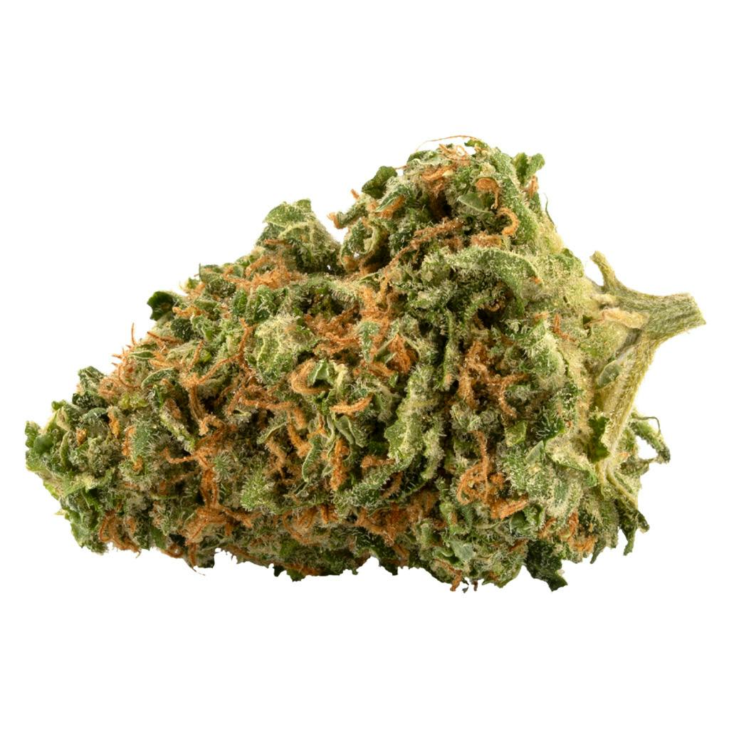 Palmetto Jackpot Sinaloa Gold