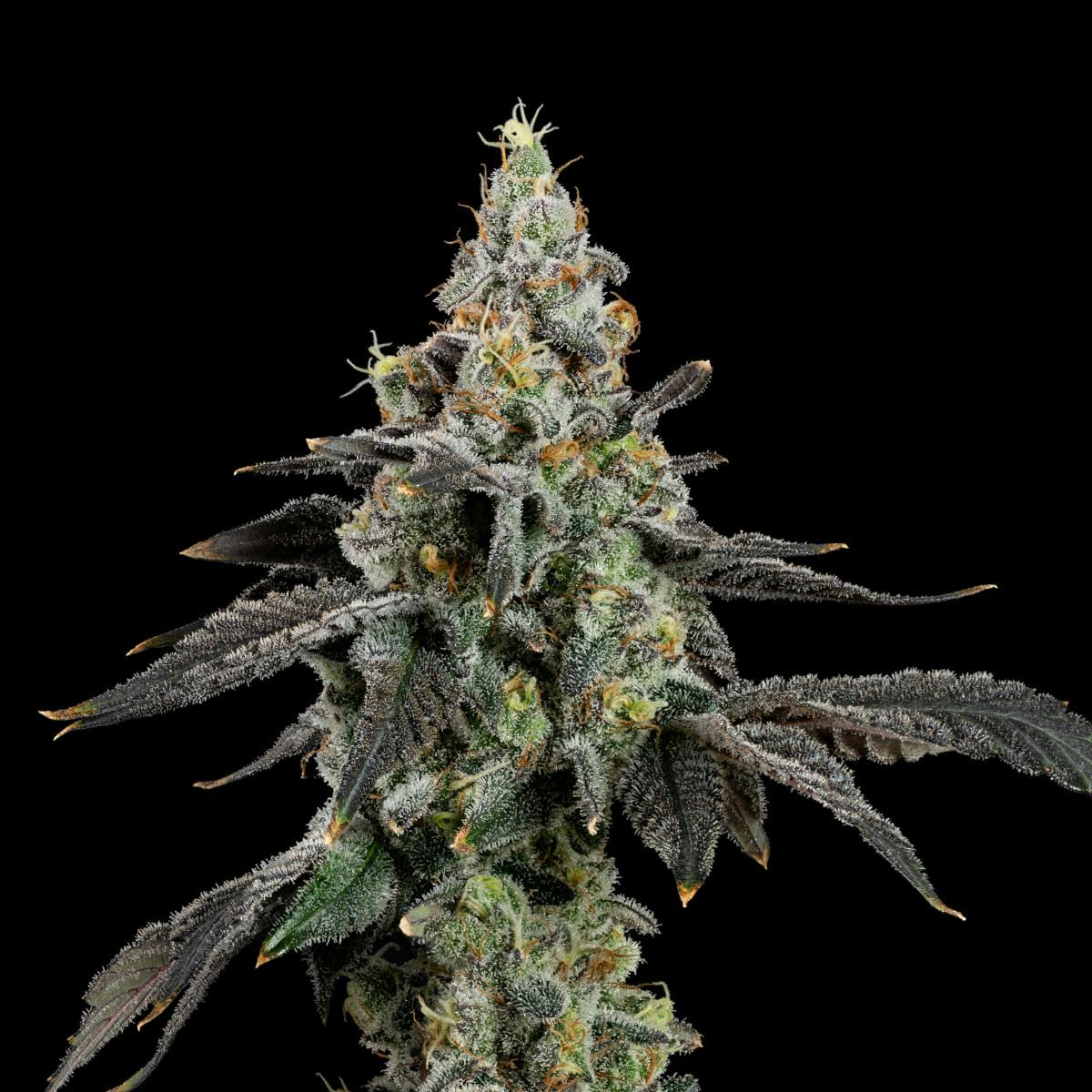 Product Space Runtz | Flower | 3.5g