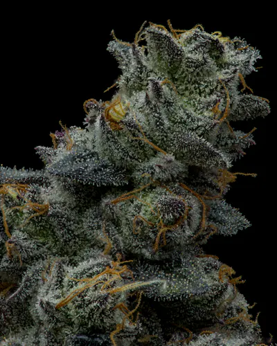 Full Tilt | Gorilla Butter | Single Pre-Roll | 1g-2