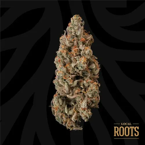 Blue Dream Blowfish-active