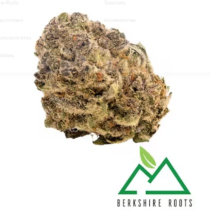 Product Berkshire Roots | Black Sherbet Runtz | Flower