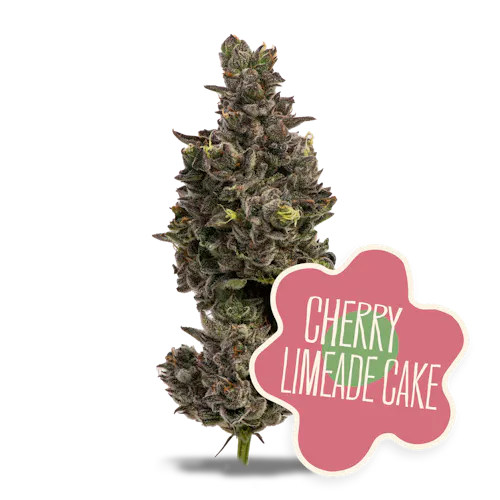 Cherry Limeade Cake 28g – District Cannabis (Pre-Pack)-1