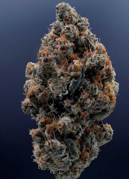 Gelato Punch (I) - 14g Flower - Root & Bloom