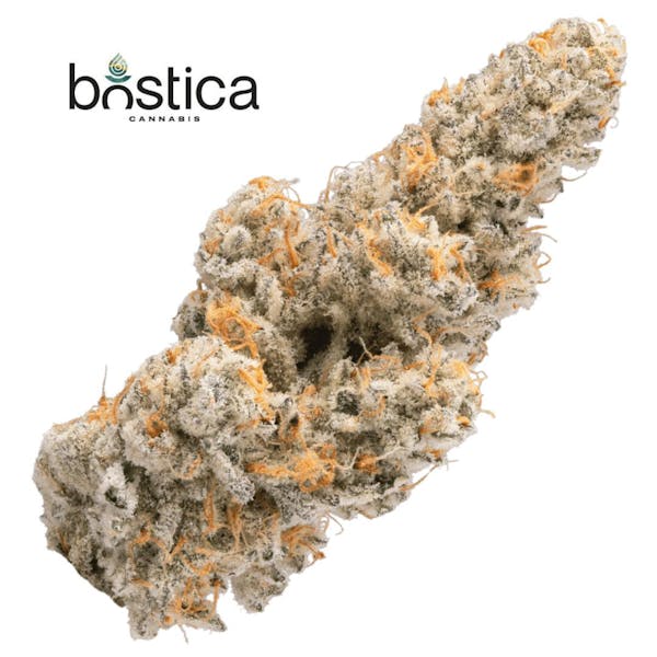 Purple Milk (H) - 0.5g | 2pk Pre-Rolls - Bostica