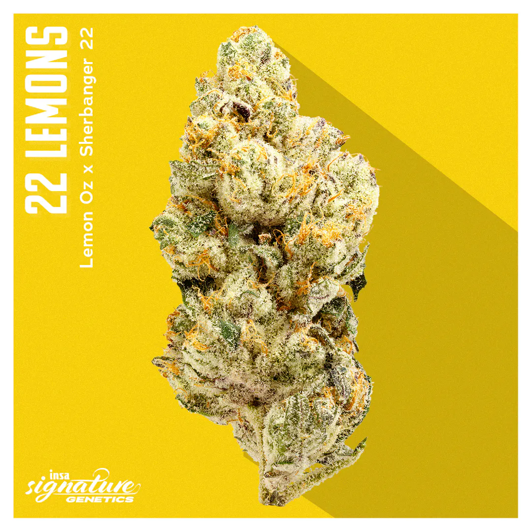 Cannabis Premium | INSA Inc. Salem – Adult Use