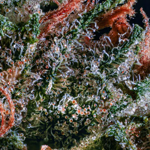 Grassroots | RSO Syringe | Funky Charms (H)-3