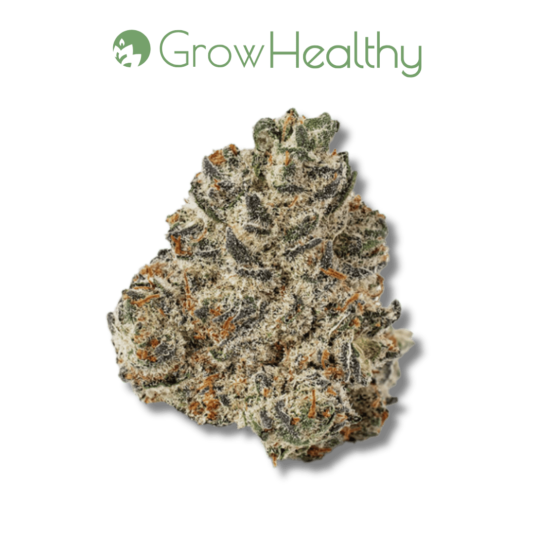 Oreoz Flower | GrowHealthy