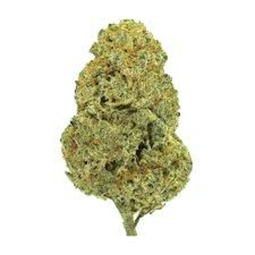 Doghouse | Deli Flower | Candy Cartel
