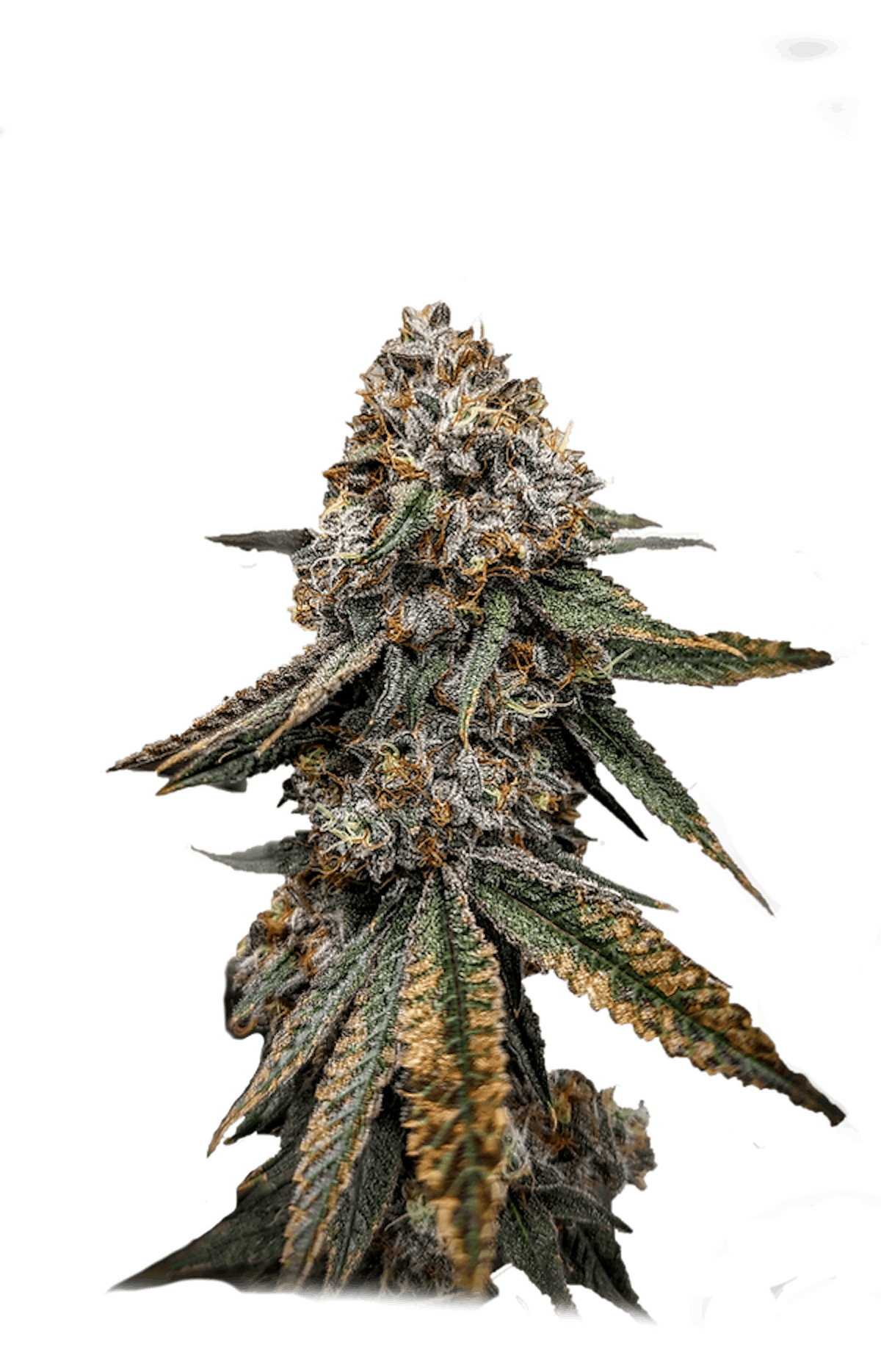 Image of 91 Octane | 3.5g