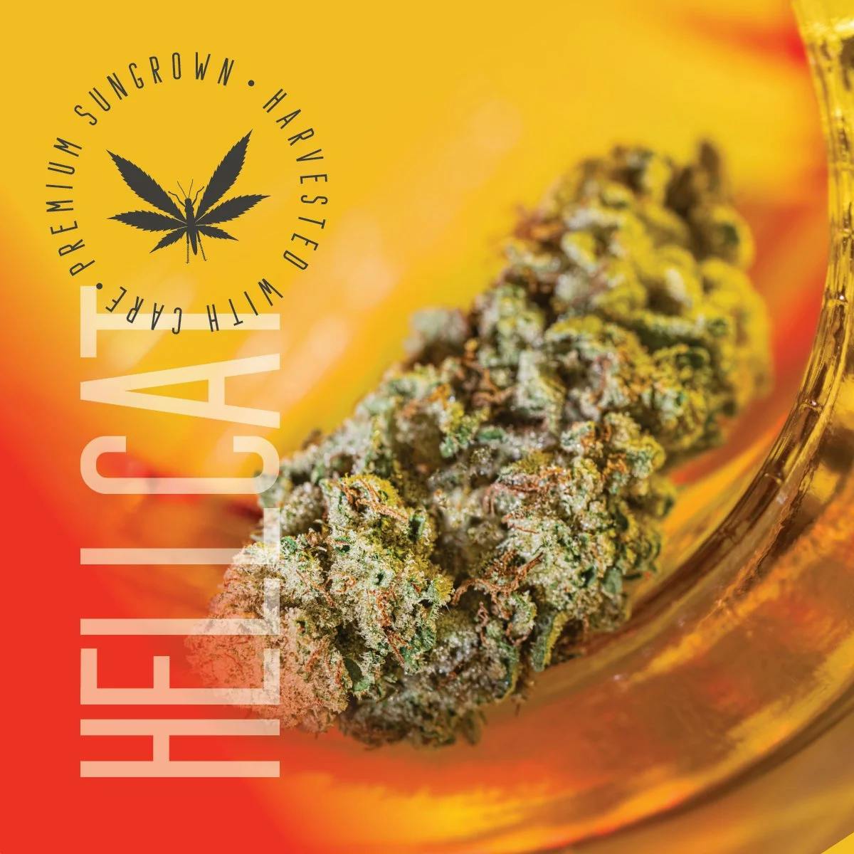 Product: Grasshopper Farms | Hell Cat | Hybrid | Bulk Flower | BRONZE