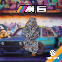 M5 1g Pre-Roll - product image at King of Budz