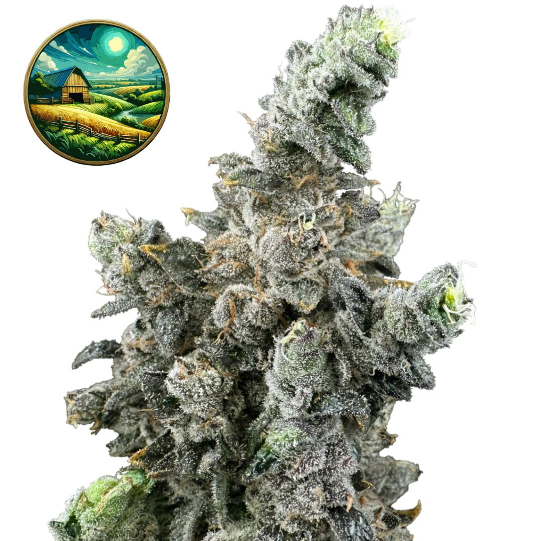 Trifecta Farms Vanilla Zoap | Cape Cod Cannabis Recreational